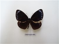 藏品(小紫斑蝶)的圖片